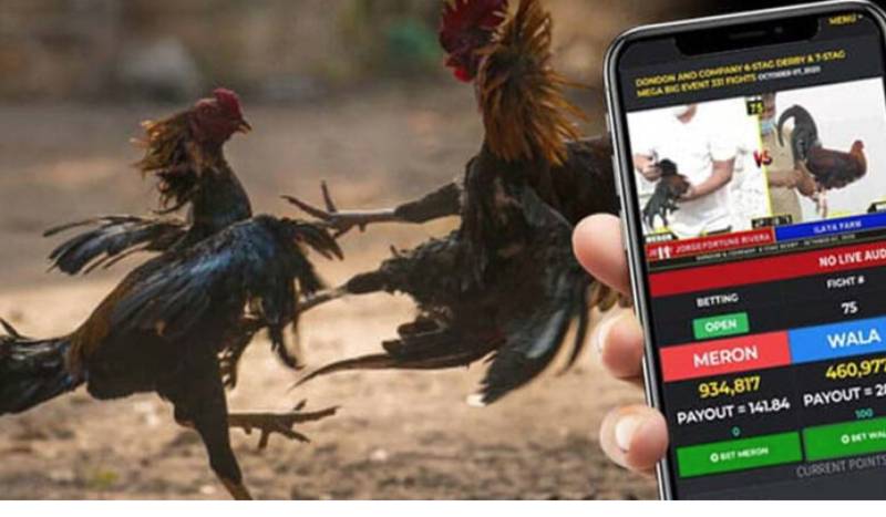 Cá cược đá gà Thomo trực tuyến?