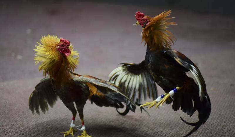 Chiến thuật cá cược đá gà cựa sắt