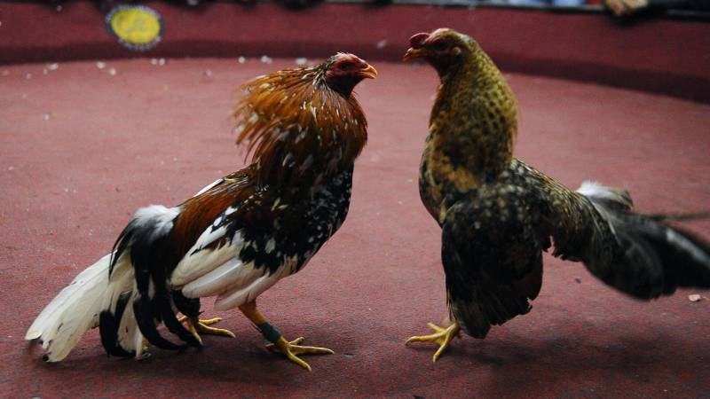 Luật chơi – Cá cược rõ ràng, minh bạch