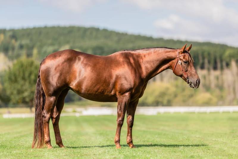 Mẹo bắt số từ giấc mơ thấy ngựa chuẩn xác hơn