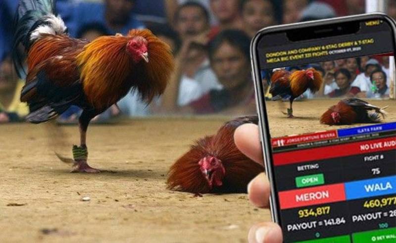 Meron, Wala là gì trong cá cược đá gà?