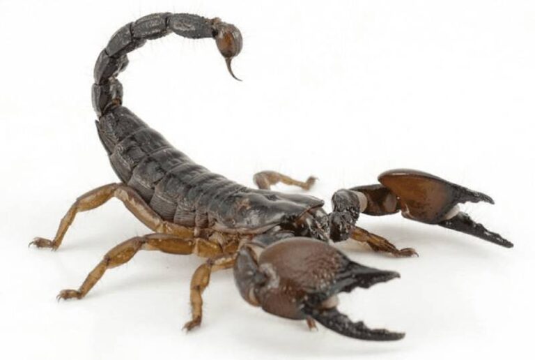 Mơ Thấy Bọ Cạp Đánh Con Gì? Con Số May Mắn Nhất